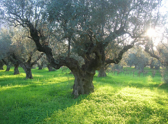 100 years old olive tree
