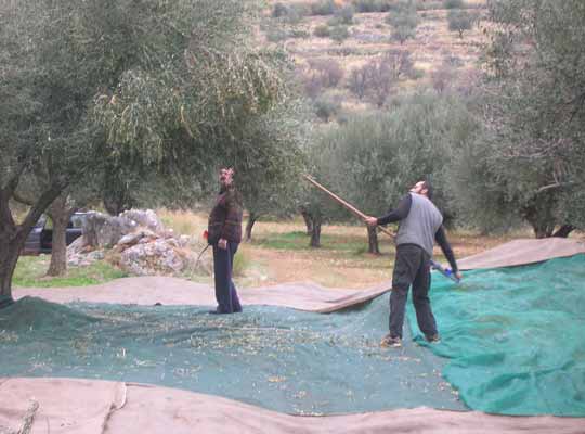 olive tree harvest