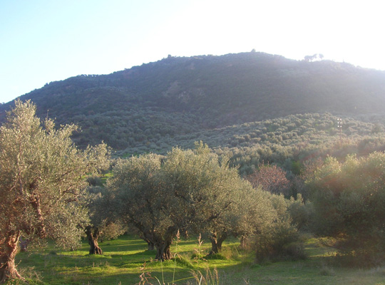 Hill of olive trees