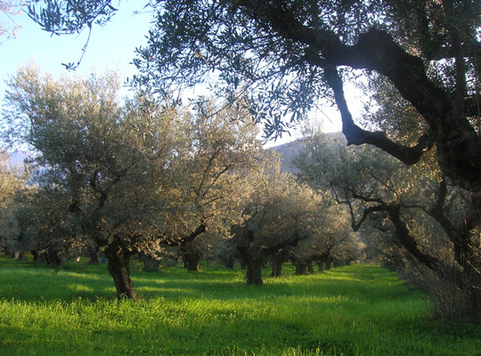 over 100 years old olive trees