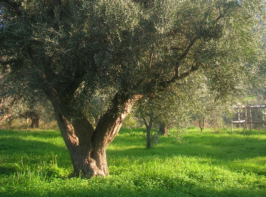 coroneiki olive tree