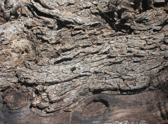 olive tree wood