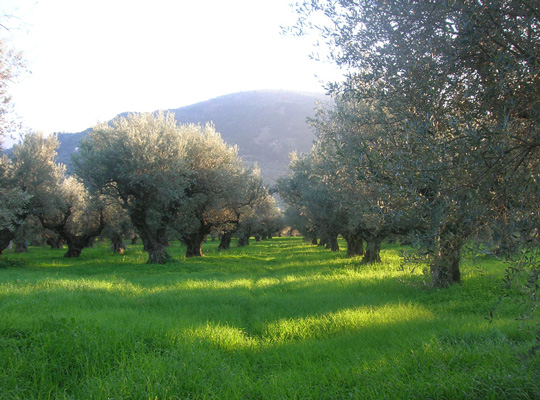 olive trees yards