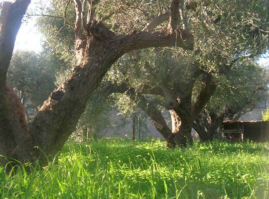 Olive trees branches
