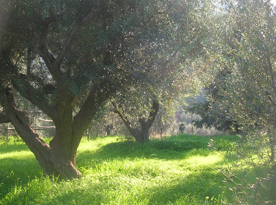 olive trees