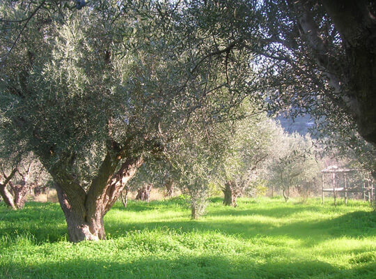 Olive fields