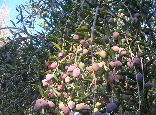 olives
