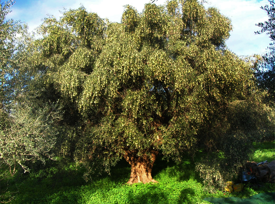 over 100 years old olive tree before harvest