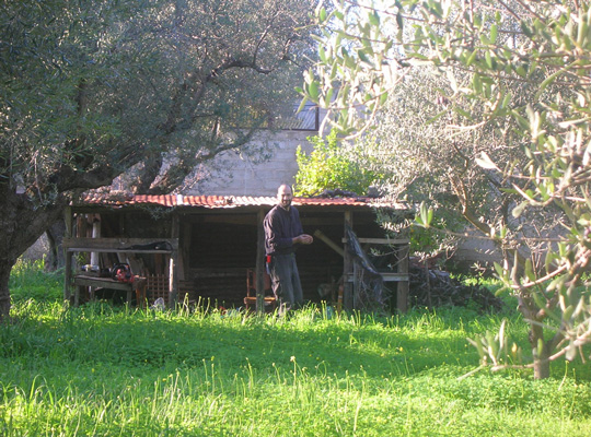 Stavros on harvest