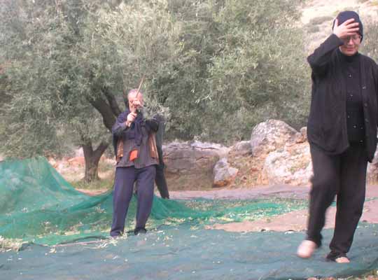 traditional familly harvest