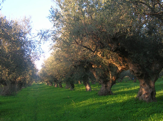 tuft of olive trees 